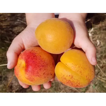 КРЫМСКИЙ АМУР