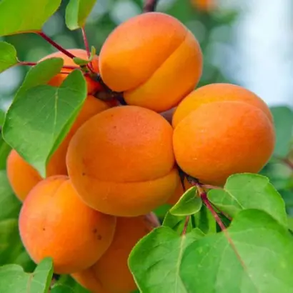 ПАМЯТИ АГЕЕВОЙ