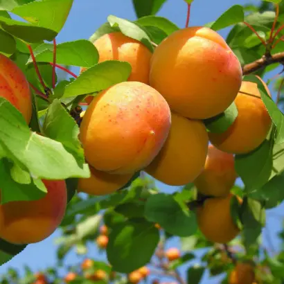 ПРИУСАДЕБНЫЙ