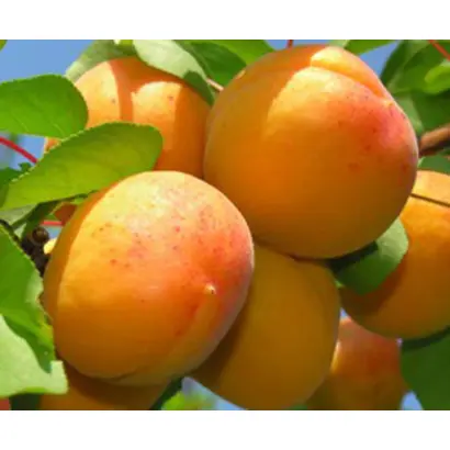 НАСЛАЖДЕНИЕ