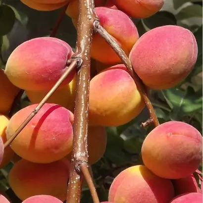 САРАТОВСКИЙ РУБИН