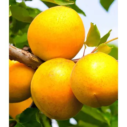 КИЧИГИНСКИЙ