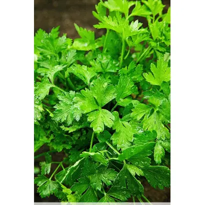 ОБЫКНОВЕННАЯ ЛИСТОВАЯ