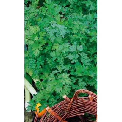 МАЛАХИТОВЫЙ ТИТАН