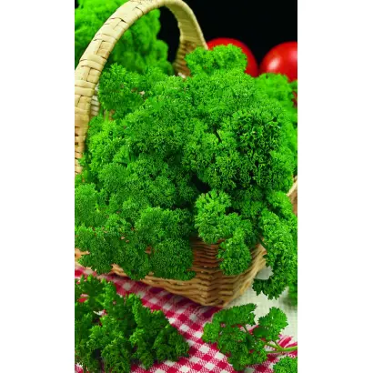 ХЛОПЕЦ КУЧЕРЯВЫЙ