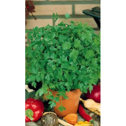 СВЕЖИЙ ВЕТЕР