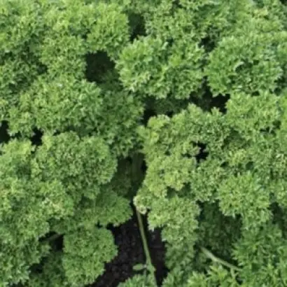 НЕЖНОЕ КРУЖЕВО