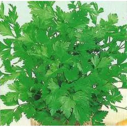 ЗЕЛЕНЫЙ ХРУСТАЛЬ