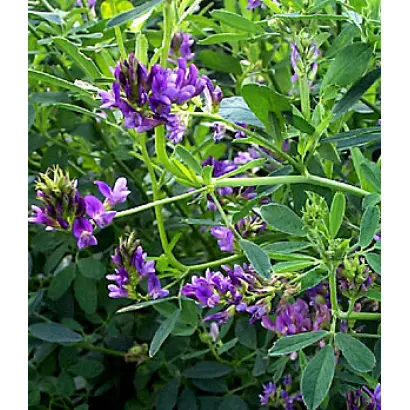 СЛАВЯНСКАЯ МЕСТНАЯ