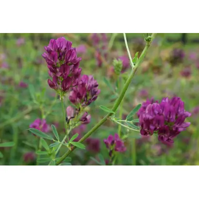 МАРУСИНСКАЯ 425