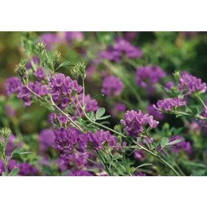 КАМАЛИНСКАЯ 930