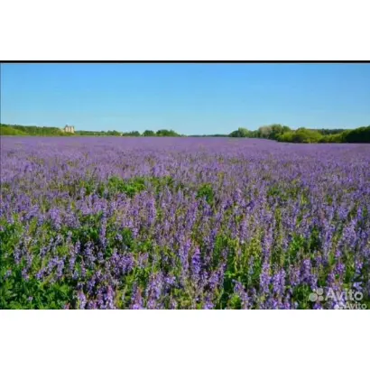 ЛЕНИНСКАЯ МЕСТНАЯ