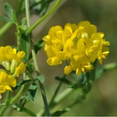 ТУЛУНСКАЯ ГИБРИДНАЯ