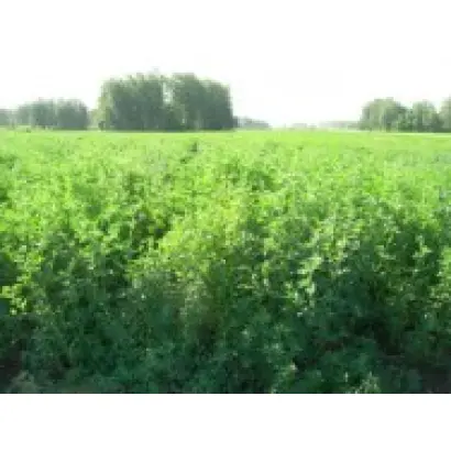 БЕЛГОРОДСКАЯ 86