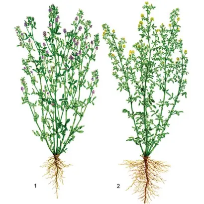 ЧИШМИНСКАЯ 131