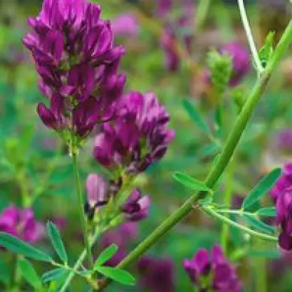 КРАСНОЯРУЖСКАЯ 2