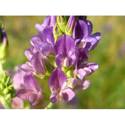 ПАСТБИЩНАЯ 88