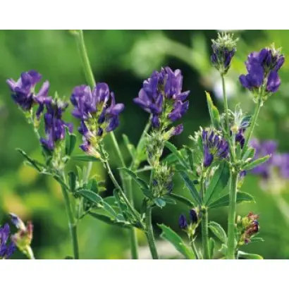 БЕЛГОРОДСКАЯ 7