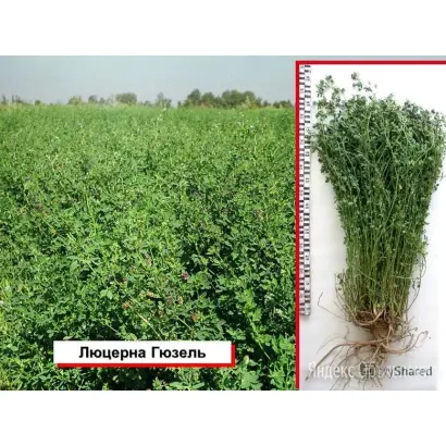 ТАТАРСКАЯ ПАСТБИЩНАЯ