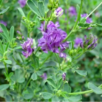 ПРИОБСКАЯ 50