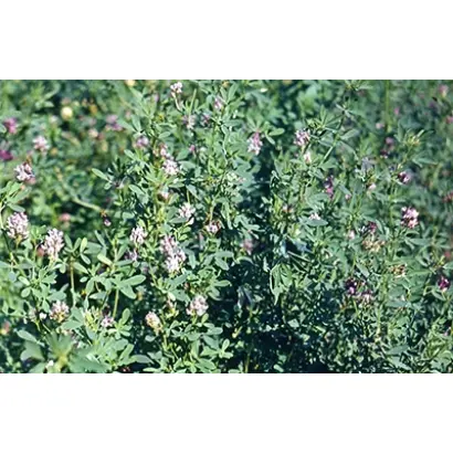 КРАСНОДАРСКАЯ РАННЯЯ