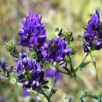 АЛГУЛЬНАРА