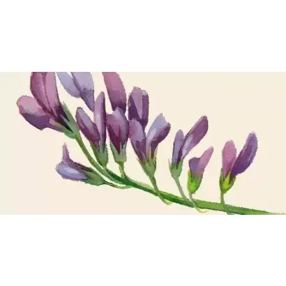 АСТРАХАНОЧКА