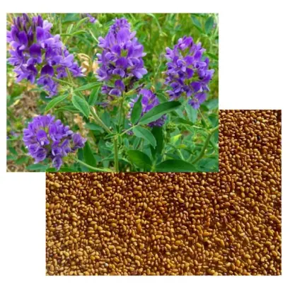 ТАМБОВЧАНКА