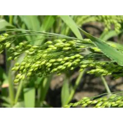 ИЛЬИЧЕВСКОЕ