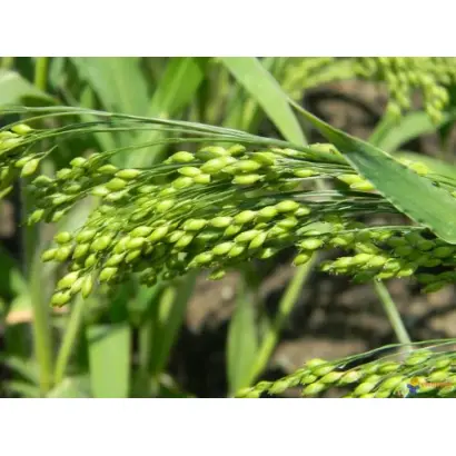 ХАРЬКОВСКОЕ 65