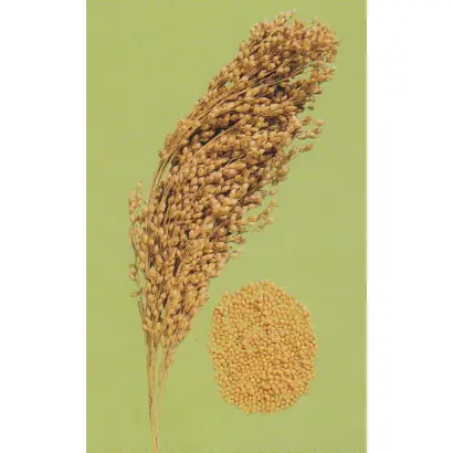 САРАТОВСКОЕ 3