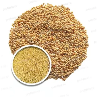 САРАТОВСКОЕ 15