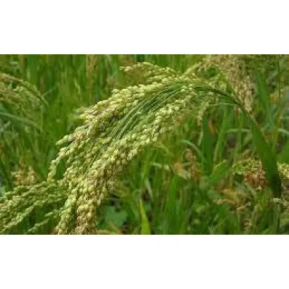 ЗОЛОТАЯ НИВА