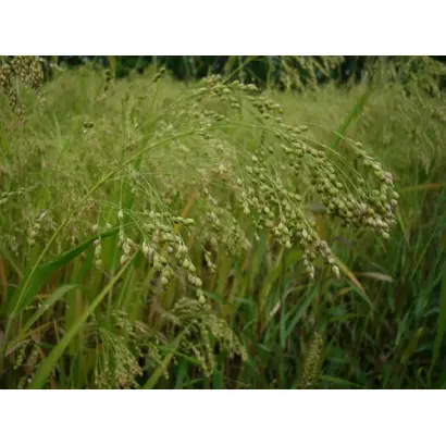 ОРЛОВСКИЙ КАРЛИК