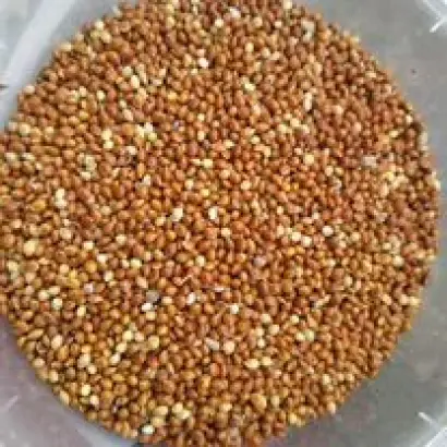 БЕЛГОРОДСКОЕ 1