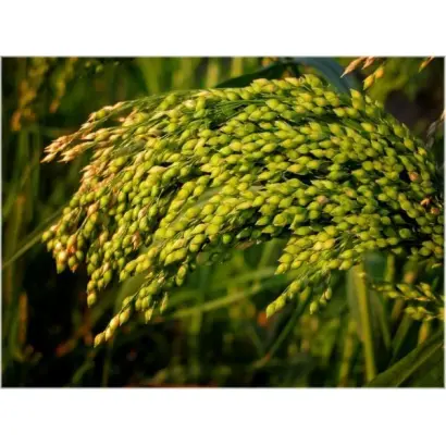 КУЛУНДИНСКОЕ