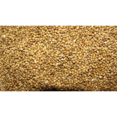 КАВКАЗСКИЕ ЗОРИ