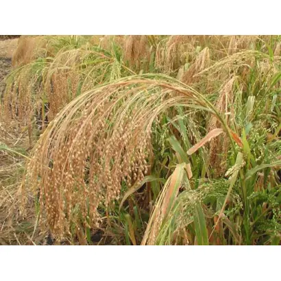 БЛАГОДАТНОЕ