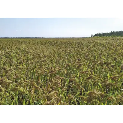 ВОЛГОГРАДСКОЕ 4