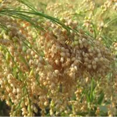 КРУПНОСКОРОЕ