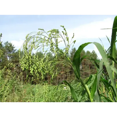 ИЛЬИНОВСКОЕ