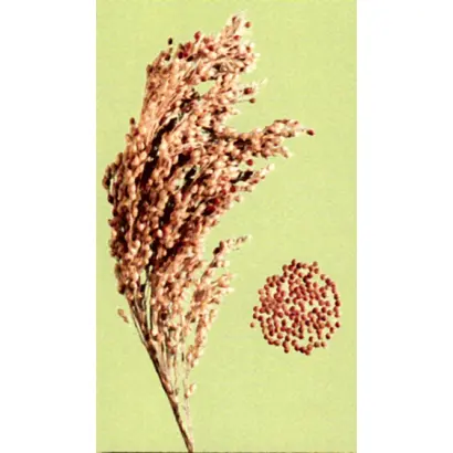 САРАТОВСКОЕ 10