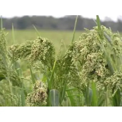 САРАТОВСКОЕ 12