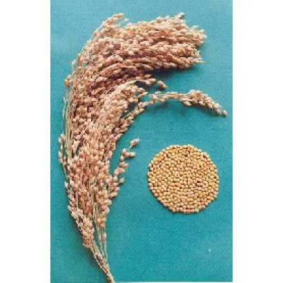 ЗОЛОТИСТОЕ