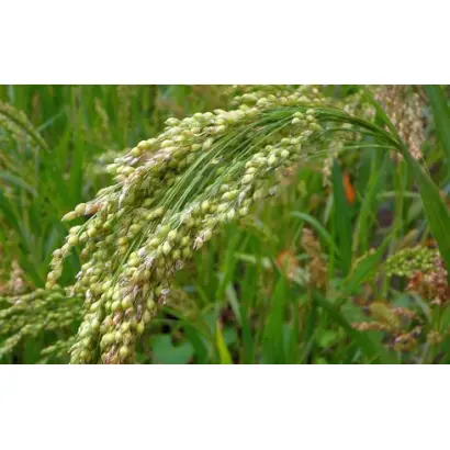 БАРНАУЛЬСКОЕ 98