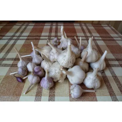 БЕЛЫЙ МЕДВЕДЬ