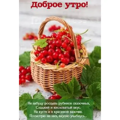 ЛЕТНЕЕ УТРО