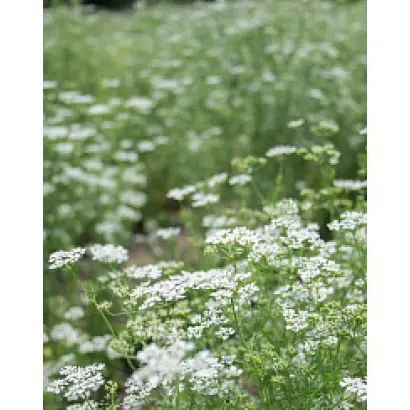 АЛЕКСЕЕВСКИЙ 413