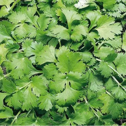 КИН-ДЗА-ДЗА