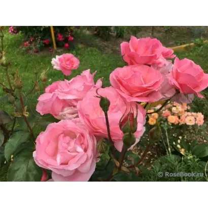 КУИН ЭЛИЗАБЕТ